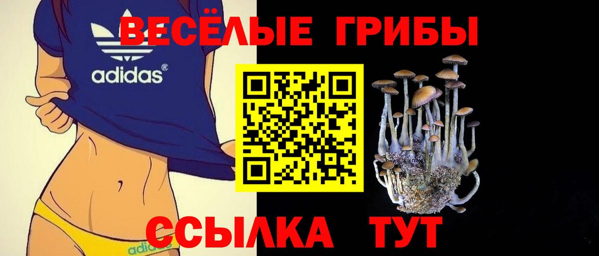 Галлюциногенные грибы Psilocybine cubensis Кузнецк